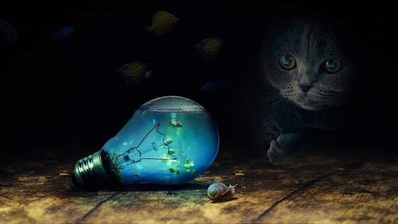 Whimsical Lights
