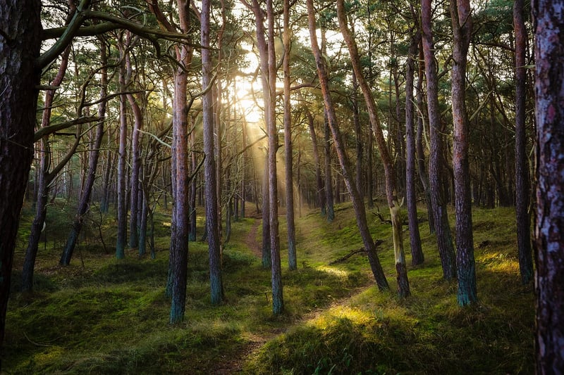 Forest Wedding